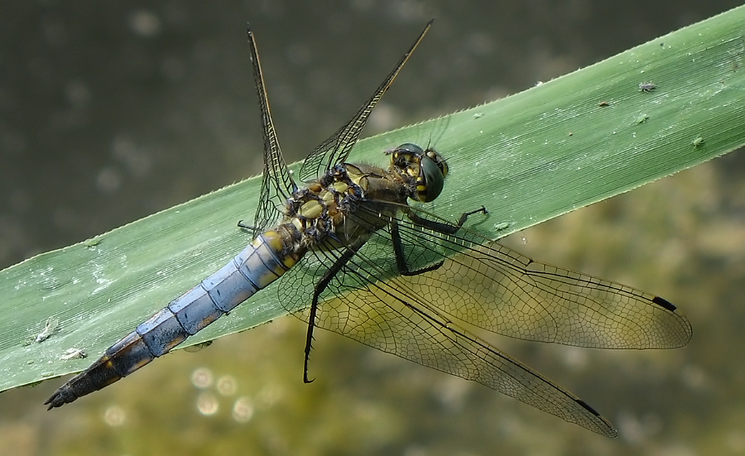 Orthetrum cancellatum - feketefarkú pásztorszitakötő