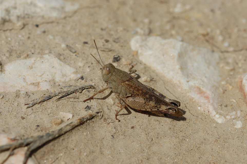 Calliptamus italicus - olaszsáska