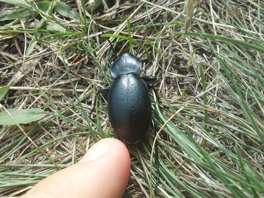 Carabus hungaricus - magyar futrinka