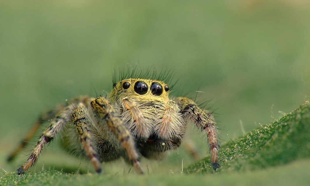 Salticidae - ugrópókok
