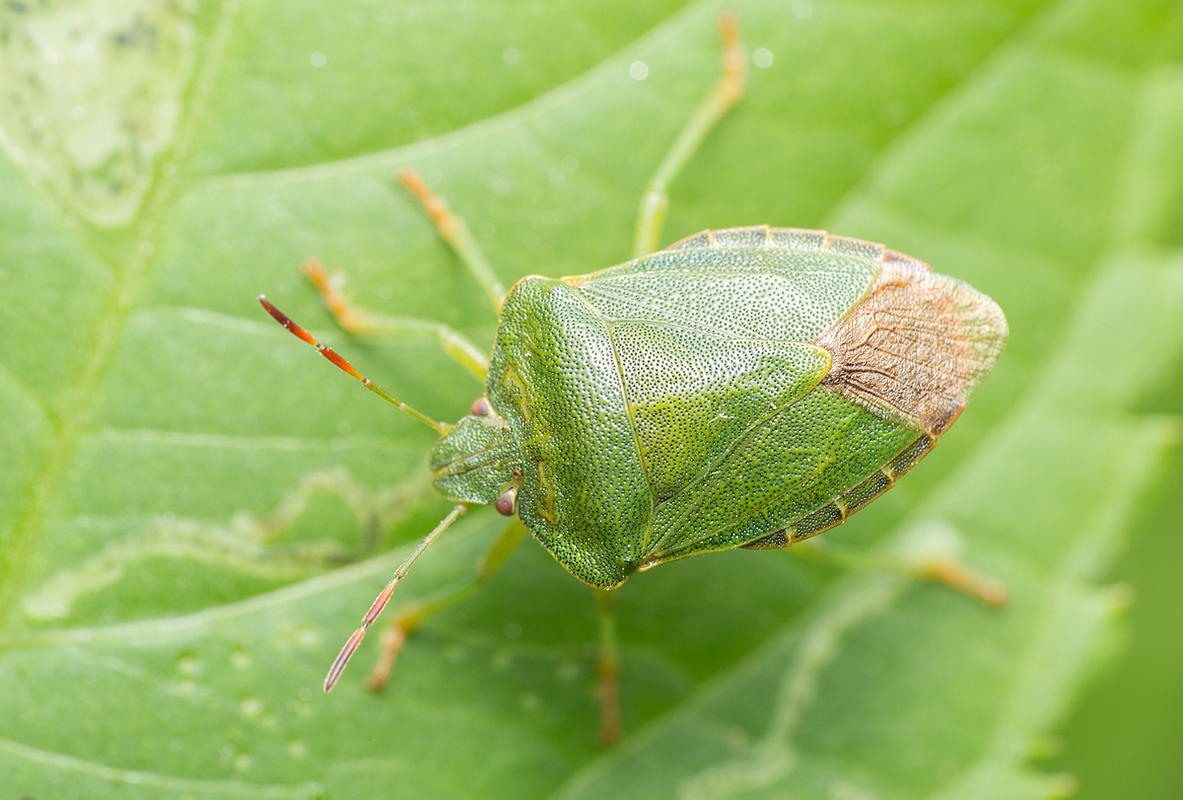 zöld bogyómászó-poloska (Palomena prasina) imágó