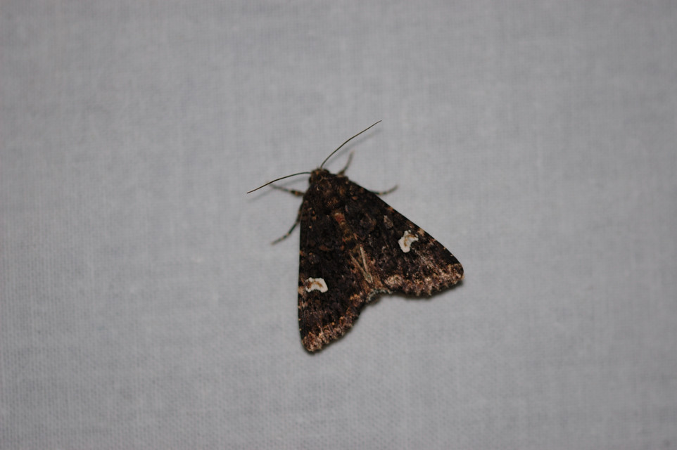Melanchra persicariae - fehérfoltos kertibagoly