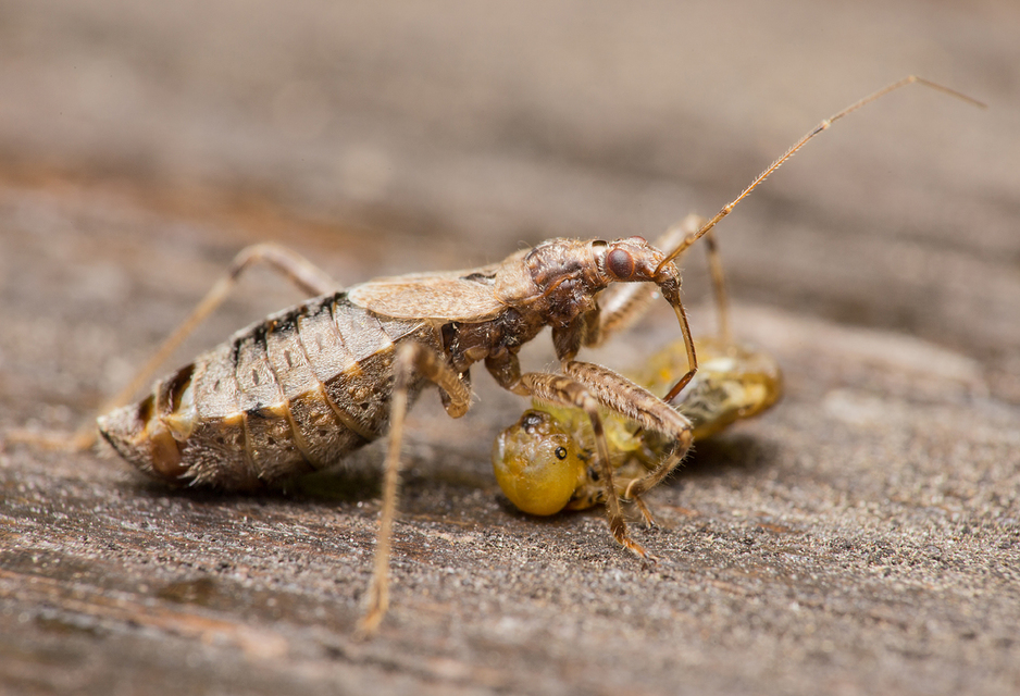 Himacerus apterus - nagy tolvajpoloska