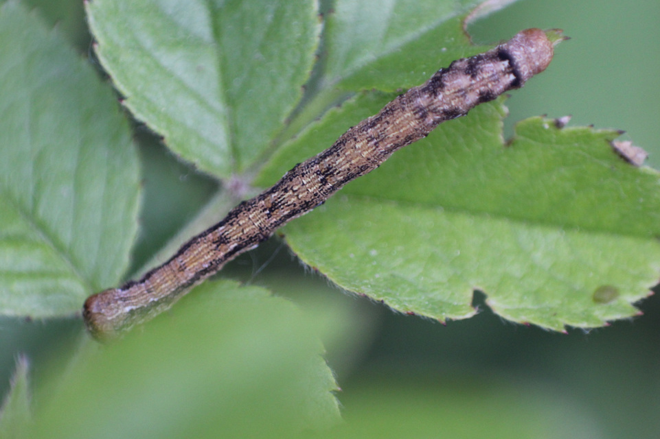 Agriopis aurantiaria - aranysárga téliaraszoló