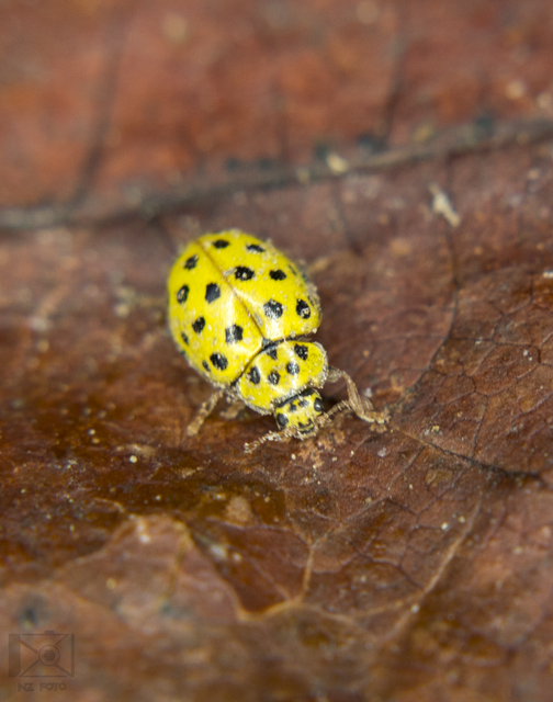 Psyllobora vigintiduopunctata - huszonkétpettyes katica