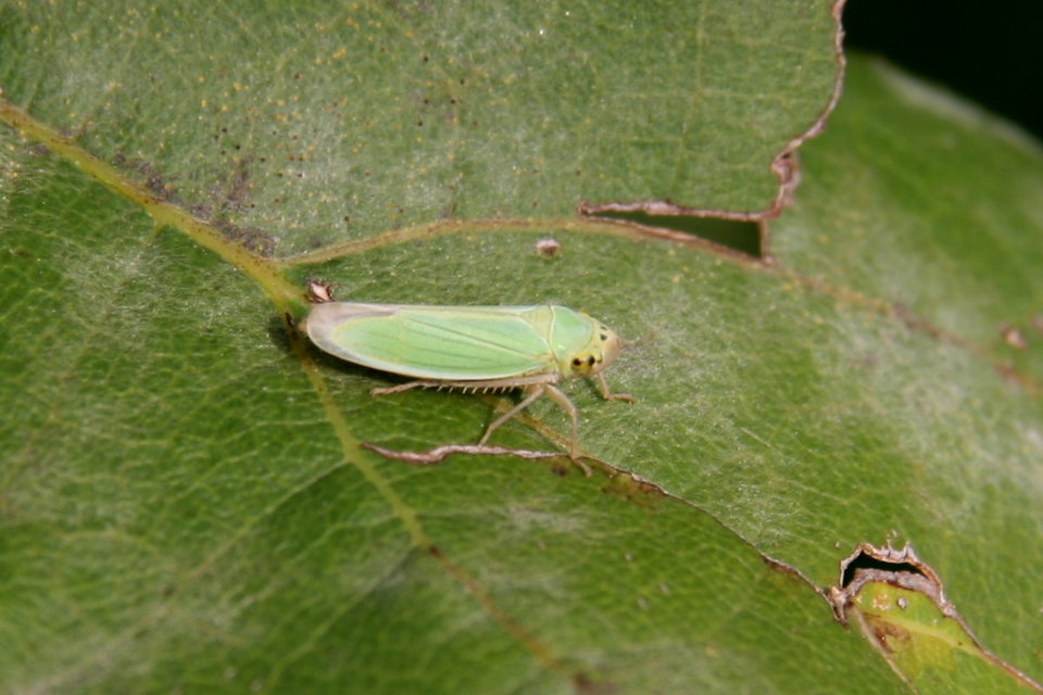 Cicadella viridis - méregzöld kabóca Cicadella viridis - méregzöld kabóca