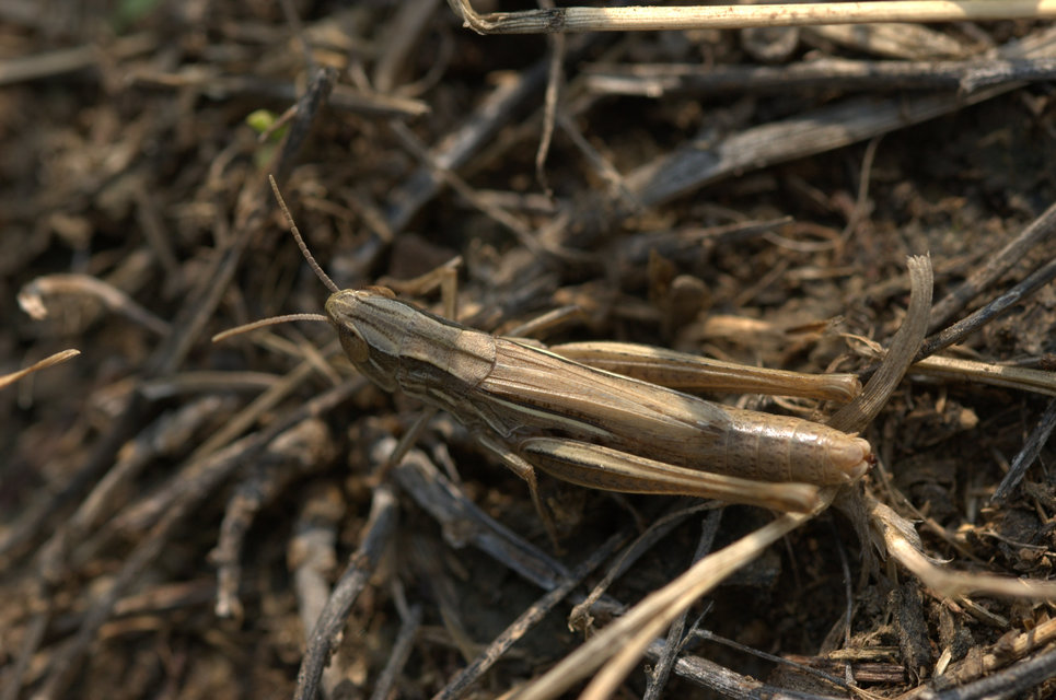 Euchorthippus declivus - rövidszárnyú rétisáska