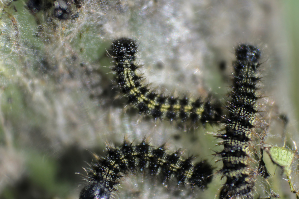 Nymphalis urticae - kis rókalepke