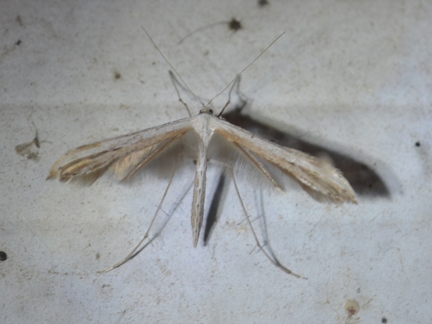 Pterophoridae - tollasmolyfélék