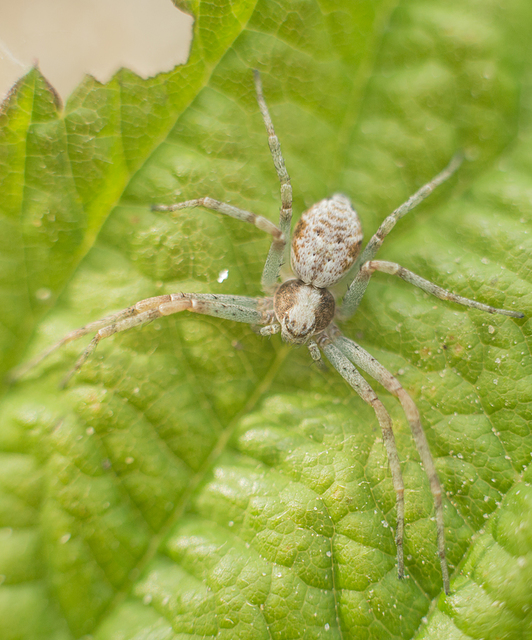 Philodromus cespitum