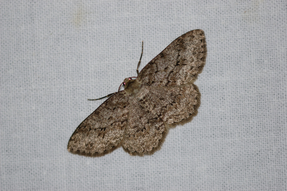 Ectropis crepuscularia - avararaszoló