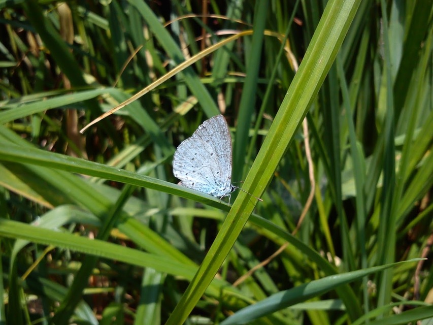 Celastrina argiolus - bengeboglárka