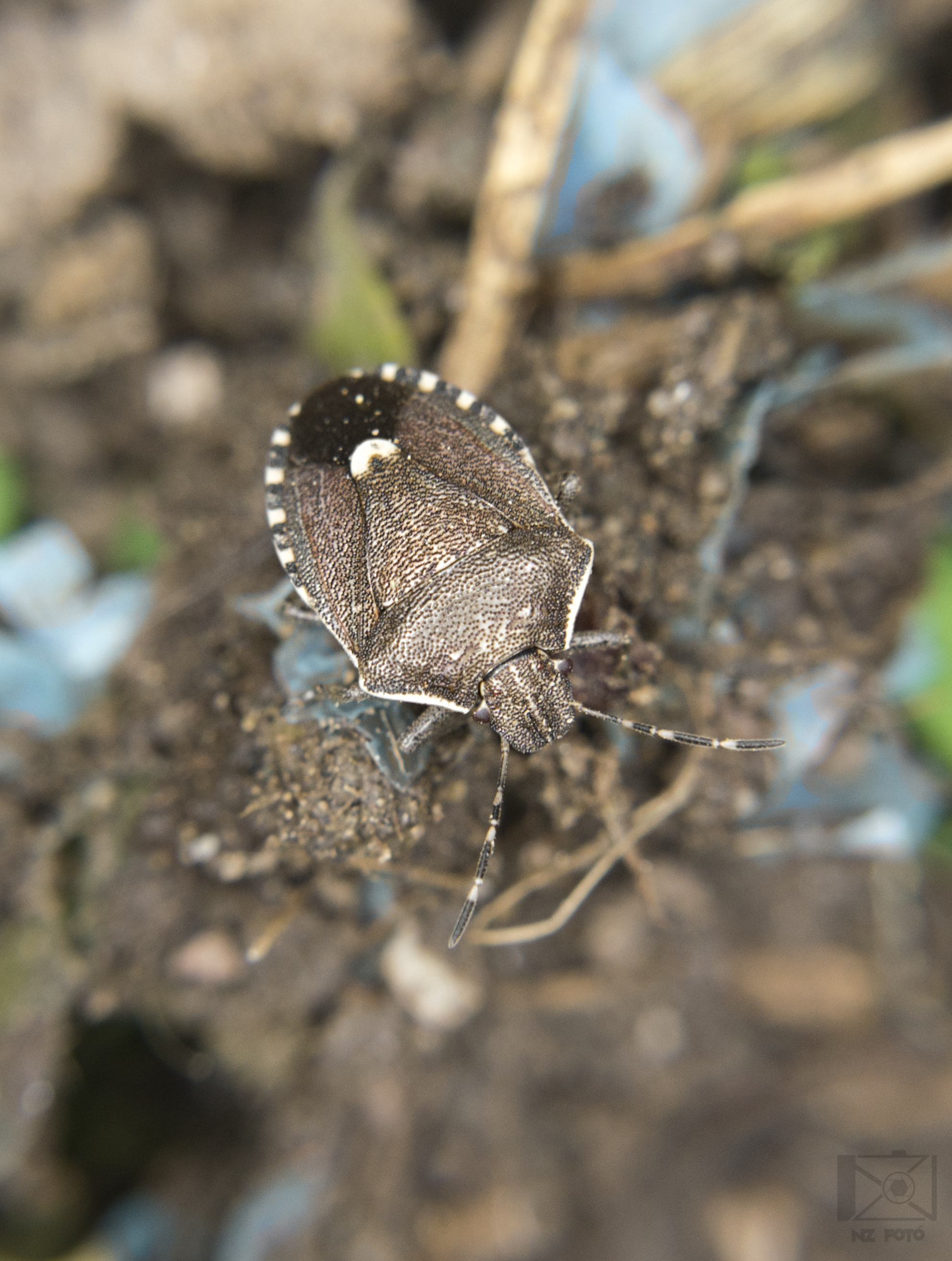 Holcostethus sphacelatus - holdas címerespoloska