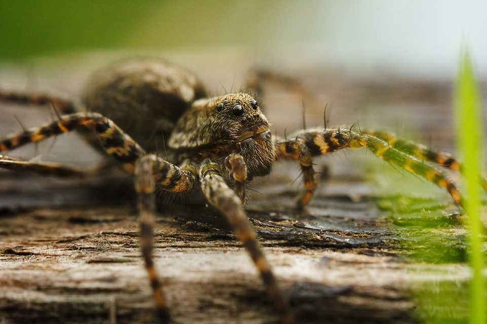 Pardosa