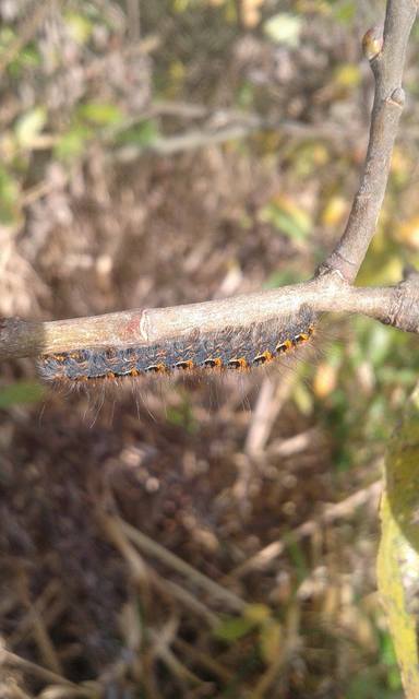 Lasiocampa quercus - tölgyfaszövő
