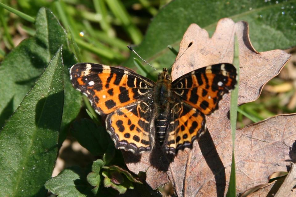 Araschnia levana - pókhálós lepke