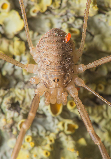 Opilio saxatilis