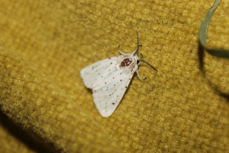 Spilosoma lubricipedum - tejszínű medvelepke