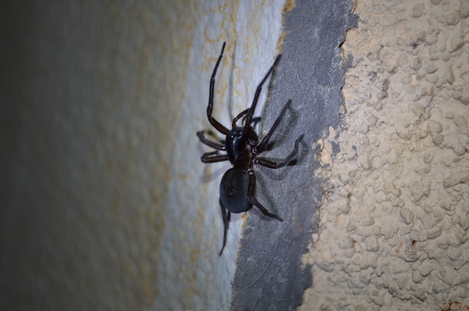Amaurobius ferox - nagy eretnekpók