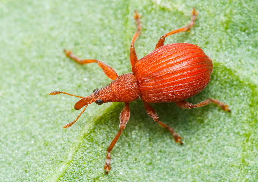 Apion frumentarium - vörös cickányormányos