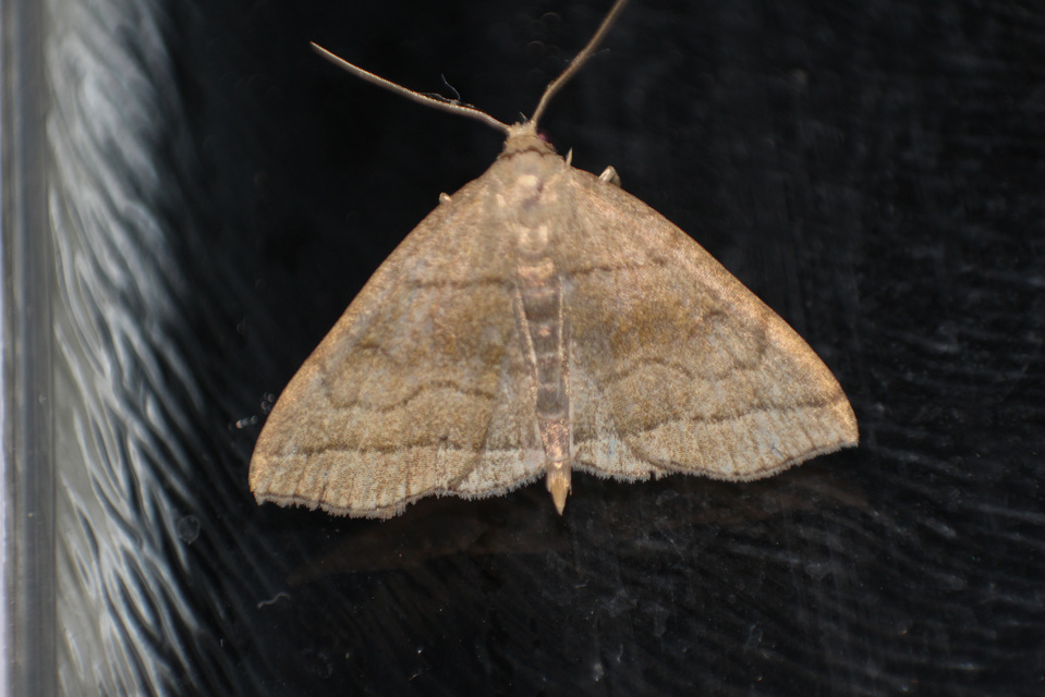 Herminia tarsicrinalis - szőröslábú karcsúbagoly