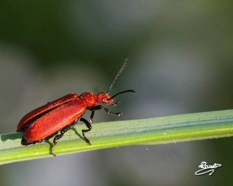 Pyrochroa serraticornis - közép-bíborbogár