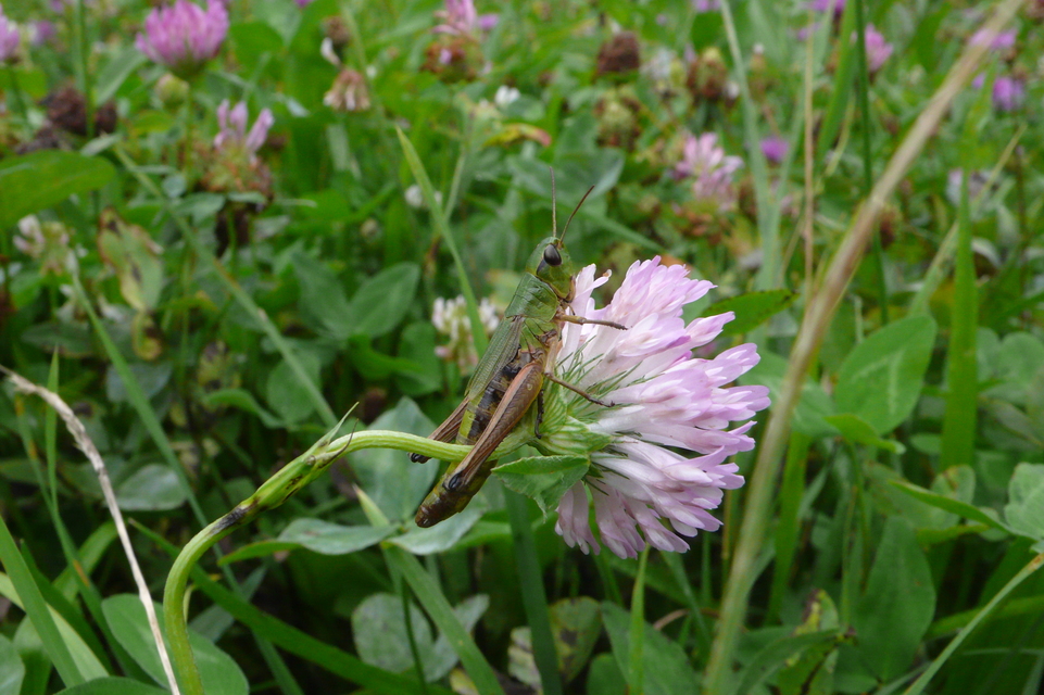 Pseudochorthippus parallelus - közönséges rétisáska