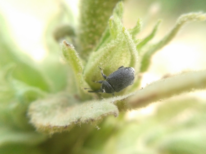 Rhinusa asellus - szőrcsillagos ökörfarkkóró-ormányos