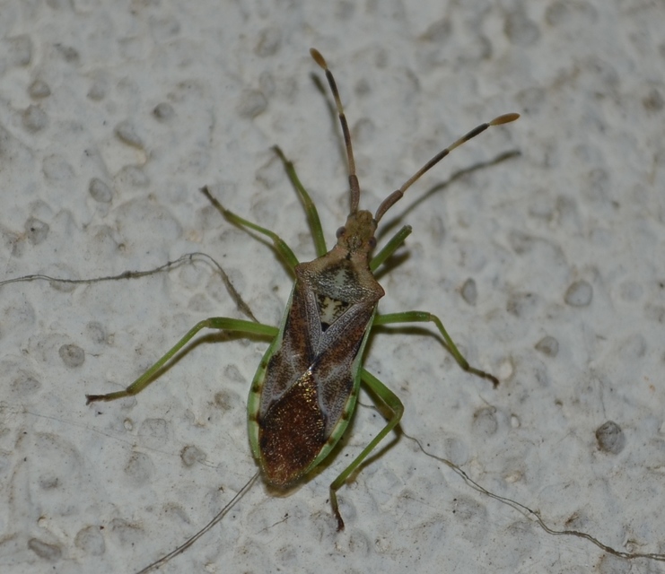 Gonocerus juniperi - boróka-karimáspoloska