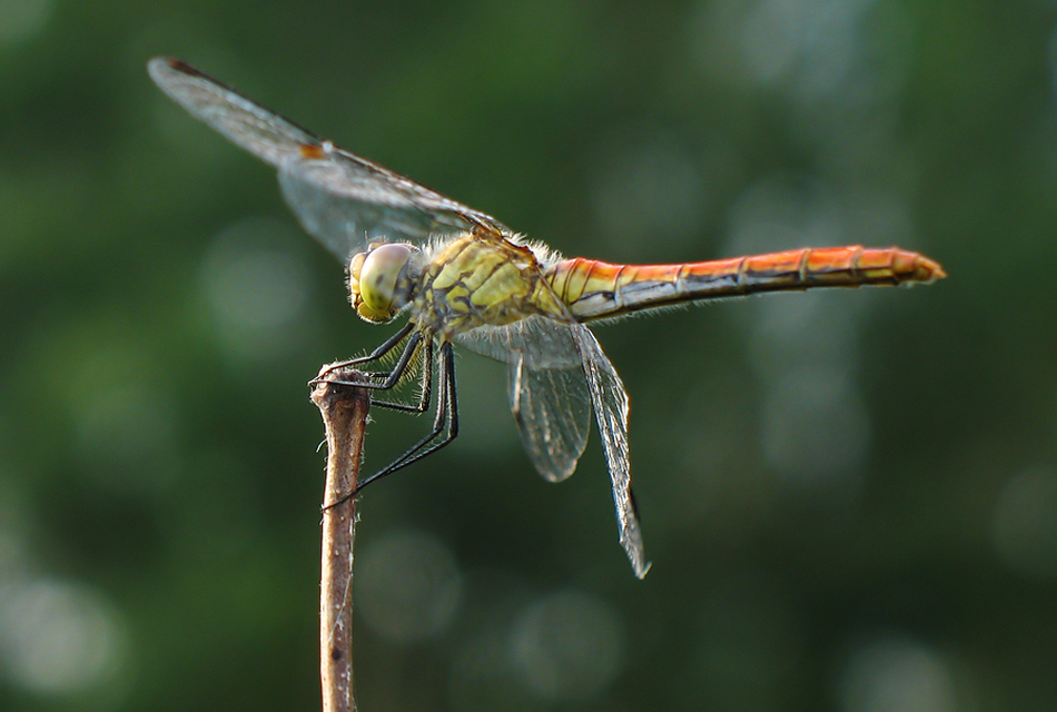 Sympetrum sanguineum - vörös katona-szitakötő