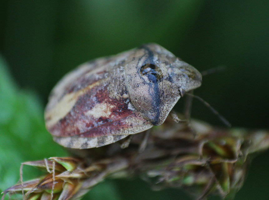 Eurygaster Eurygaster