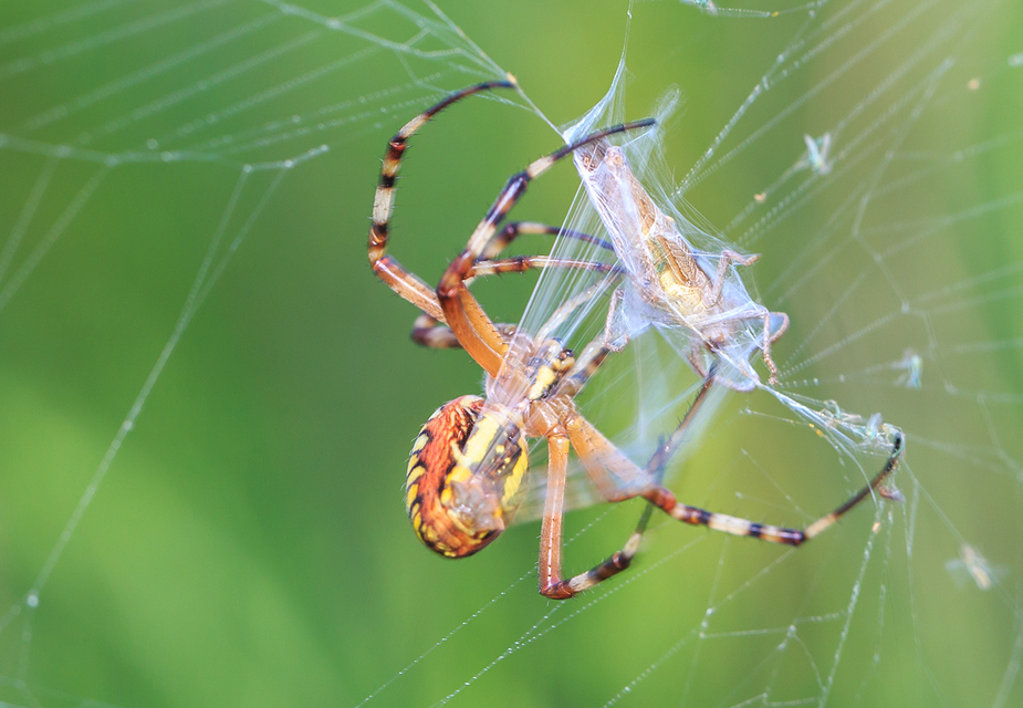 Argiope bruennichi - darázspók