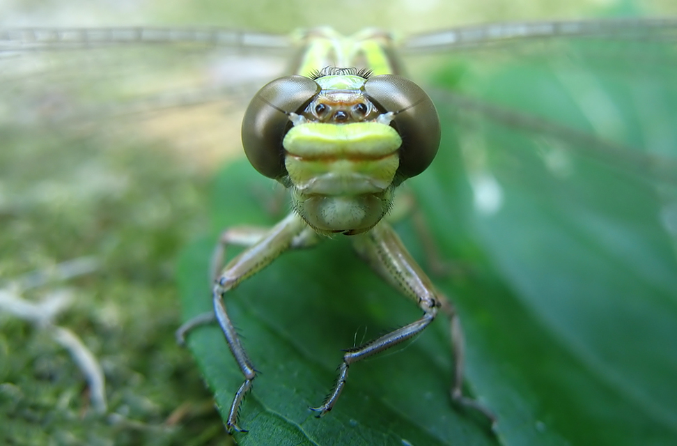 Gomphus flavipes - sárgalábú folyami-szitakötő