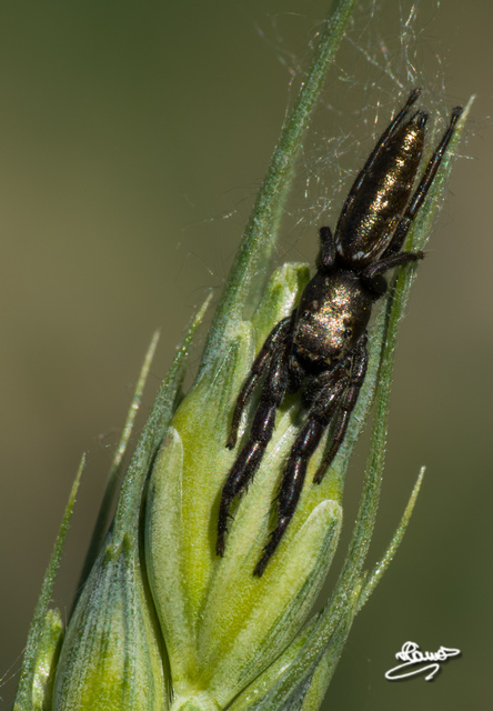 Mendoza canestrinii - mediterrán nádiugrópók