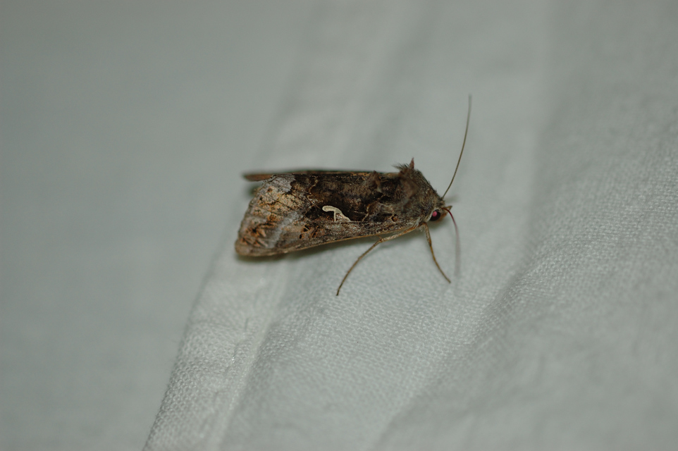 Autographa gamma - gammalepke