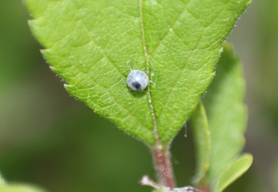 Iphiclides podalirius - kardoslepke