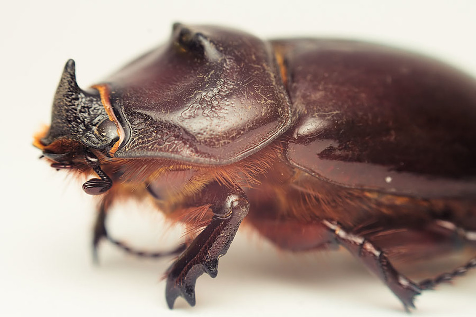 Oryctes nasicornis - orrszarvú bogár