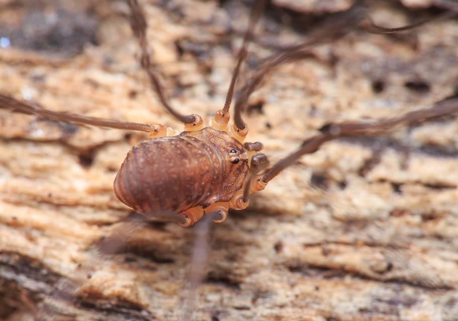 Nelima sempronii