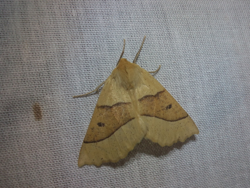 Crocallis elinguaria - sárga sávosaraszoló
