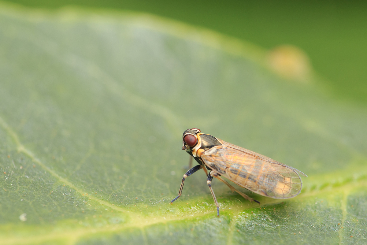 Hyalesthes obsoletus - sárgalábú recéskabóca