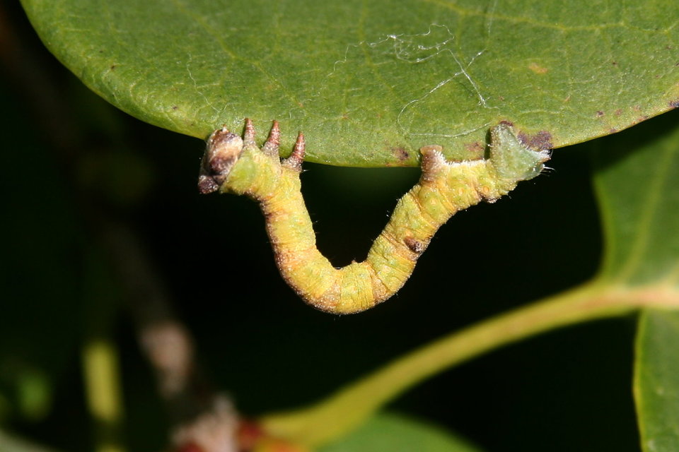 Biston betularia - szürkepettyes araszoló