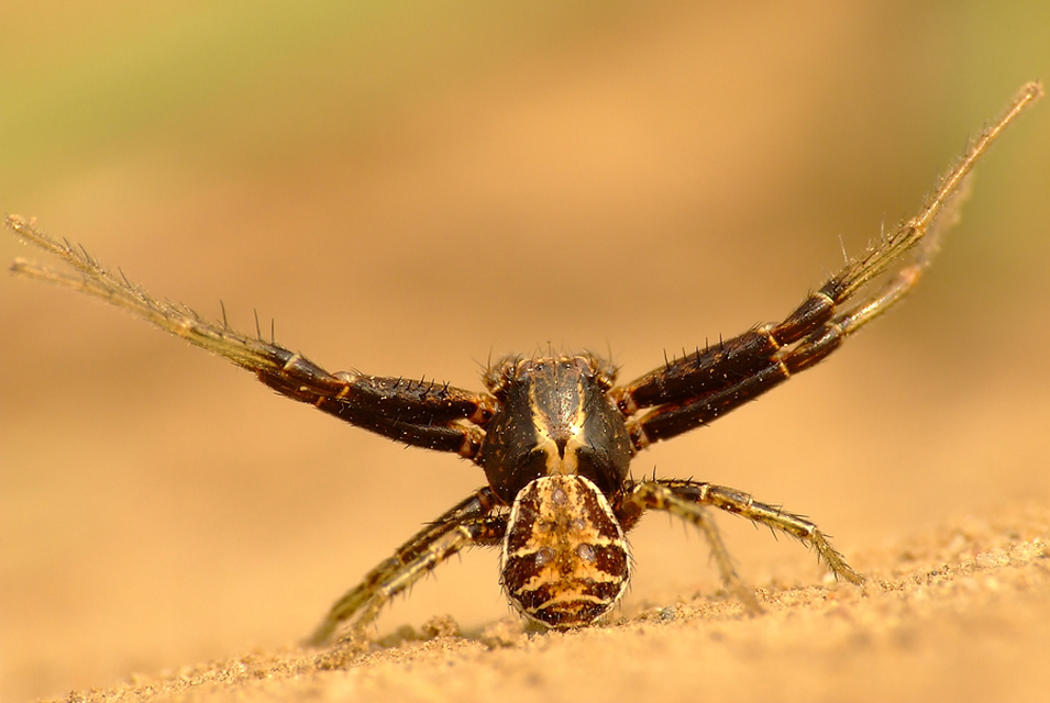 Xysticus