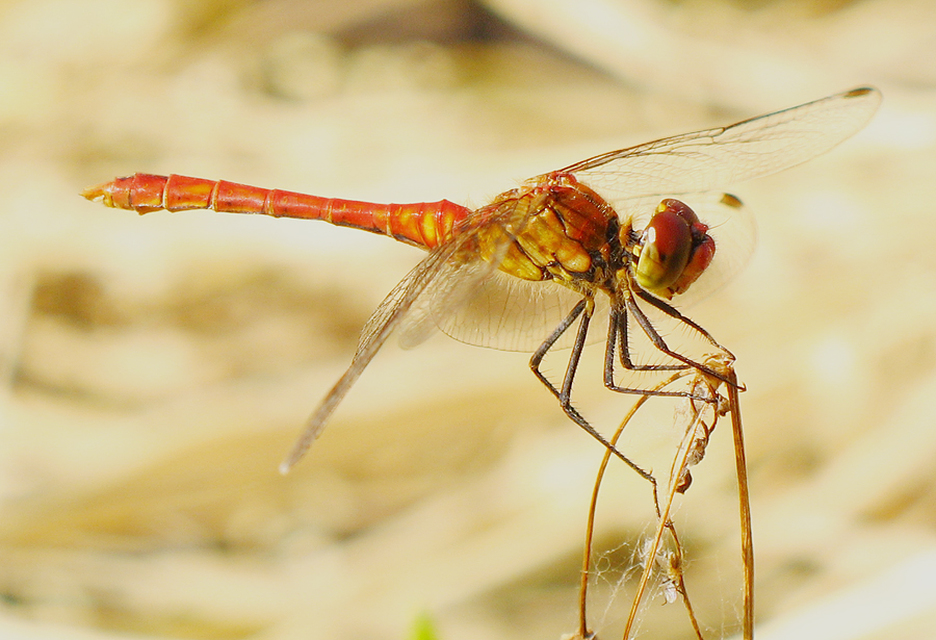 Sympetrum sanguineum - vörös katona-szitakötő