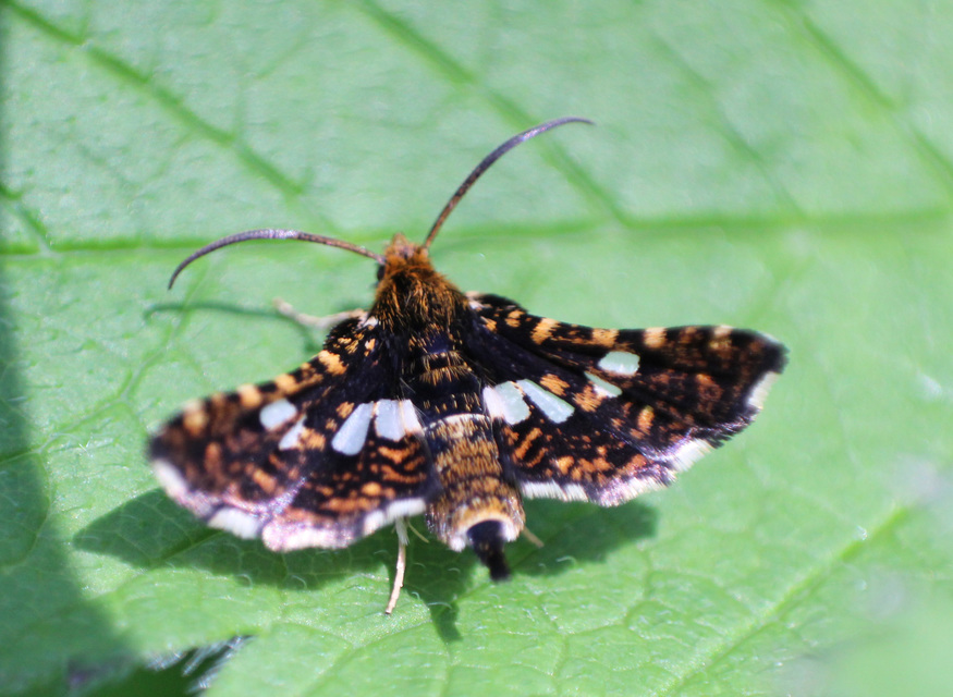 Thyris fenestrella - gyakori ablakosmoly