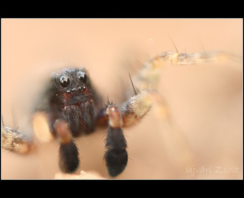 Lycosidae - farkaspókok