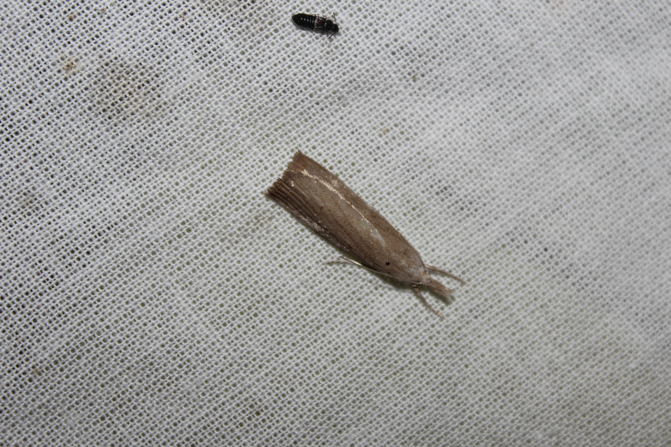 Calamotropha paludella - barna nádlevélmoly