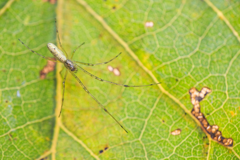 Tetragnatha