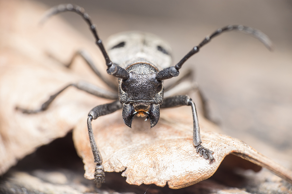 Morimus asper funereus - gyászcincér