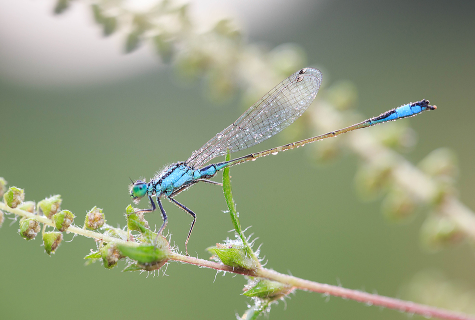 Ischnura elegans