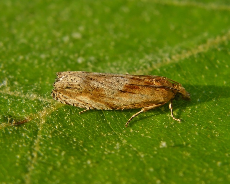 Eucosma